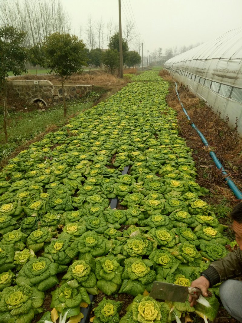 黄心菜.........