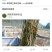 青钱柳小苗