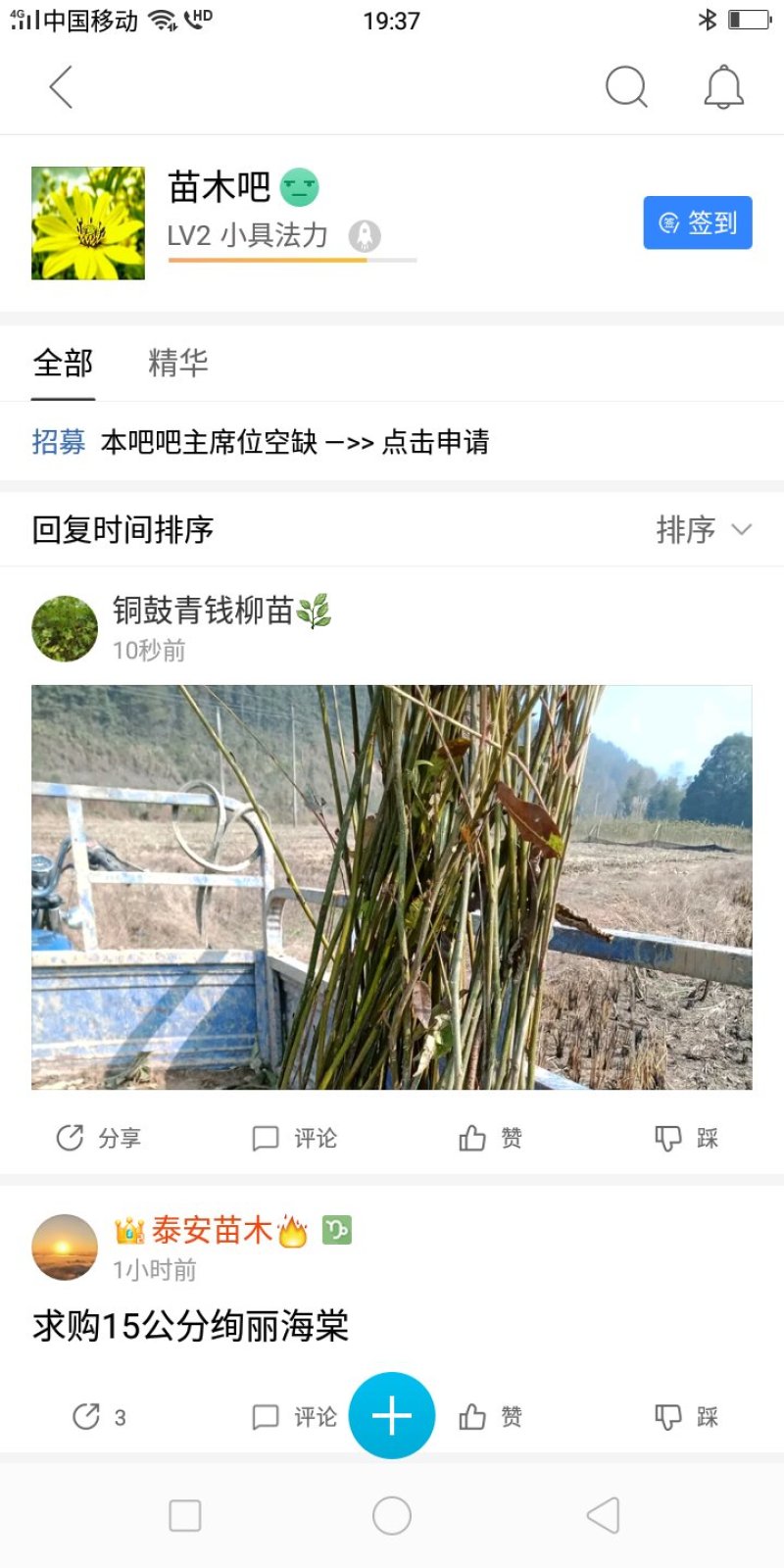 青钱柳小苗