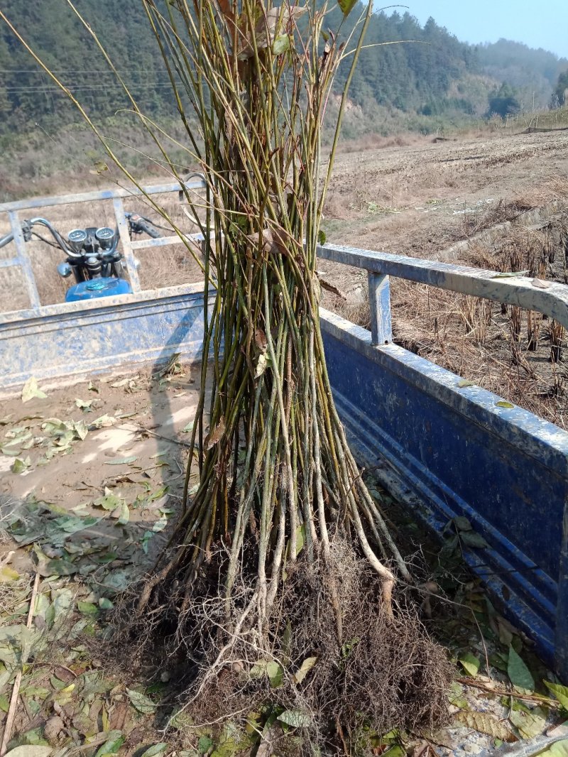 青钱柳小苗