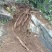 粤北山区野生葛粉农家自产产地直销20斤包邮除偏远地区