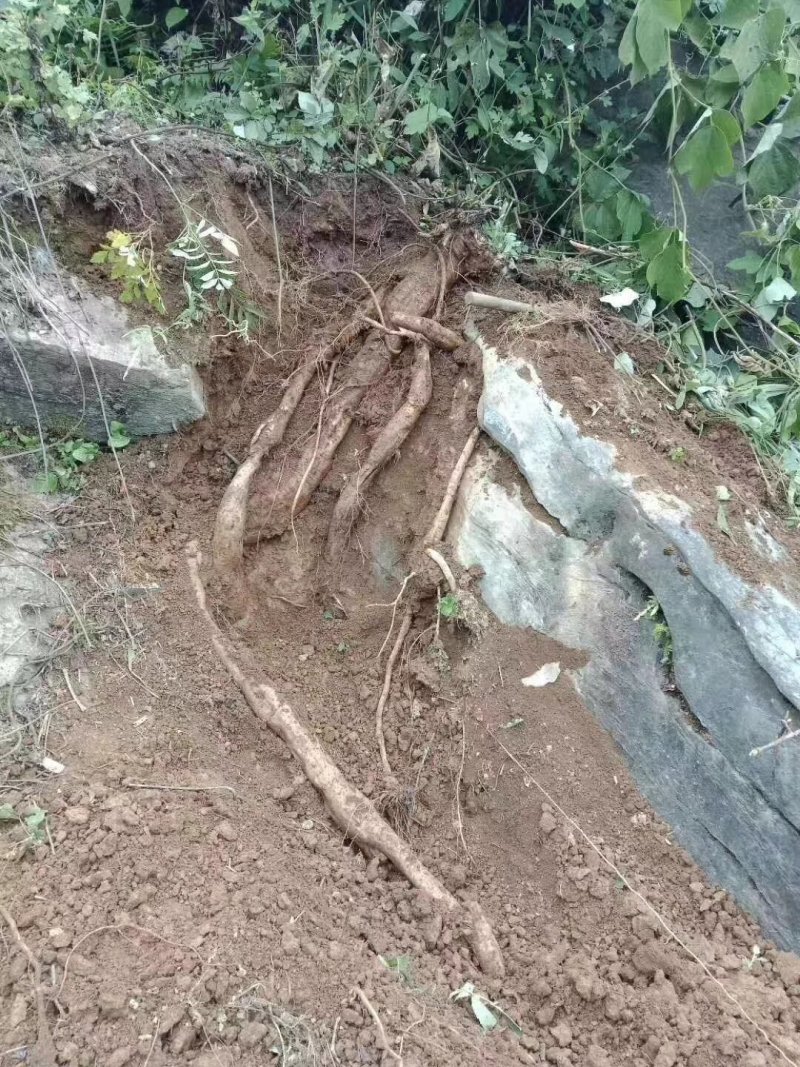粤北山区野生葛粉农家自产产地直销20斤包邮除偏远地区