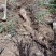 粤北山区野生葛粉农家自产产地直销20斤包邮除偏远地区