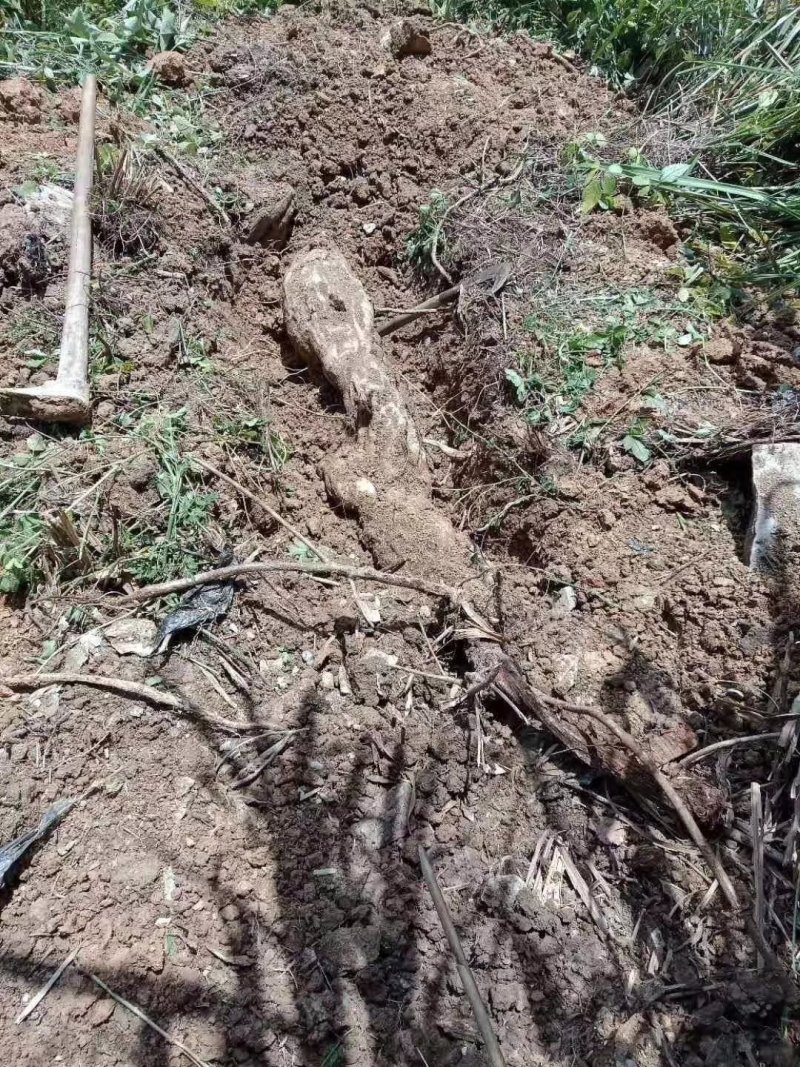 粤北山区野生葛粉农家自产产地直销20斤包邮除偏远地区