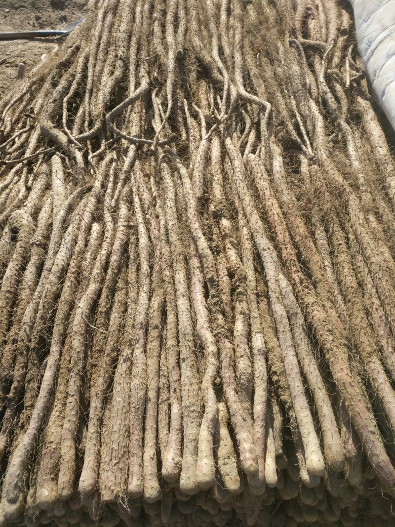 卢土地铁棍山