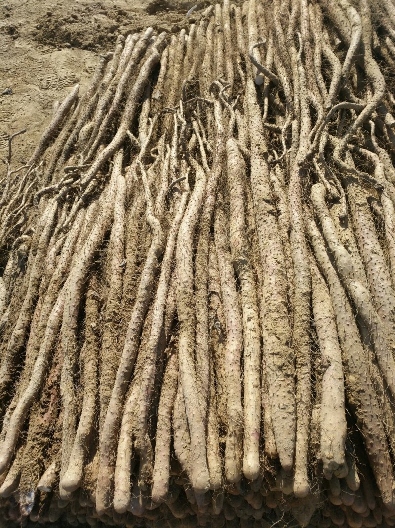 卢土地铁棍山