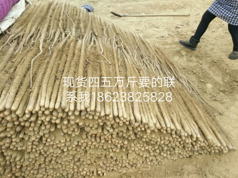 卢土地铁棍山