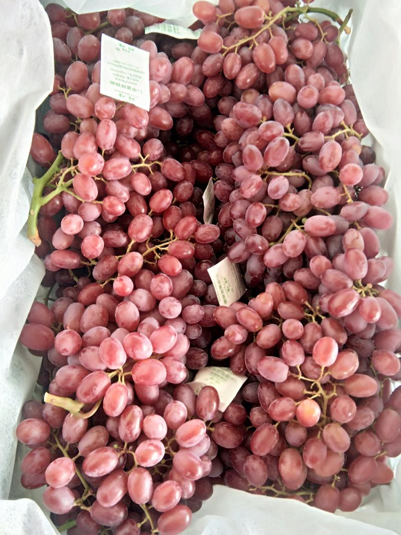山西克伦生葡萄大量供应中，欢迎市场，外贸对接采购