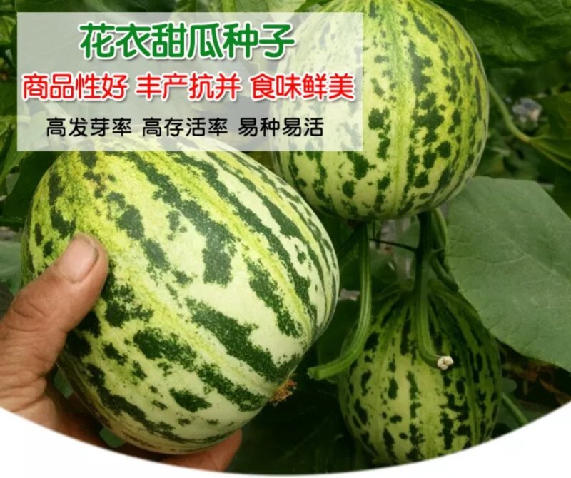 景甜5号花衣丽花5号景甜210甜瓜种子