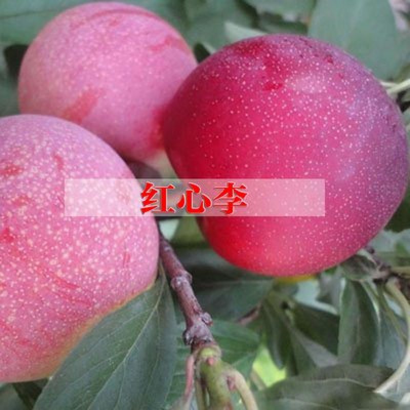 李子苗嫁接脆红李子苗现挖现发盆栽地栽当年挂果