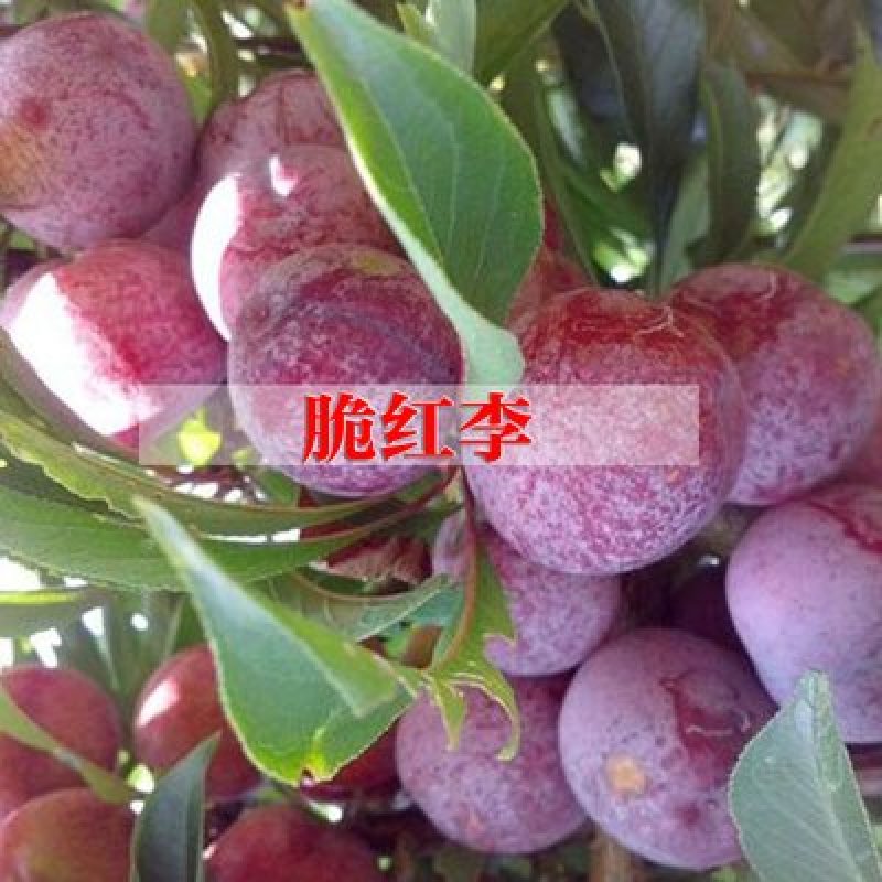 李子苗嫁接脆红李子苗现挖现发盆栽地栽当年挂果