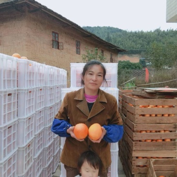 福建脐橙