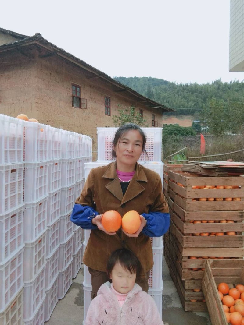 福建脐橙