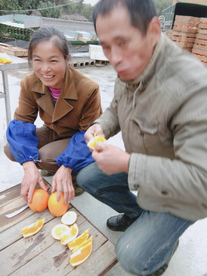 福建脐橙