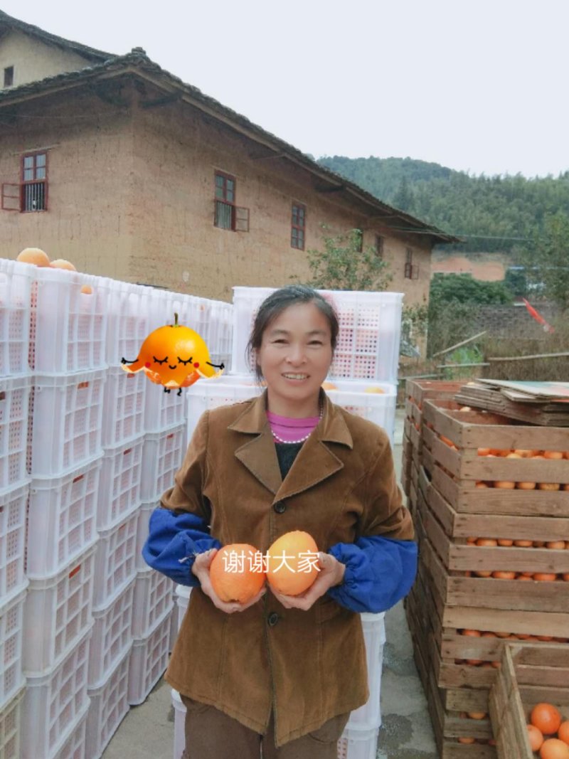 福建脐橙