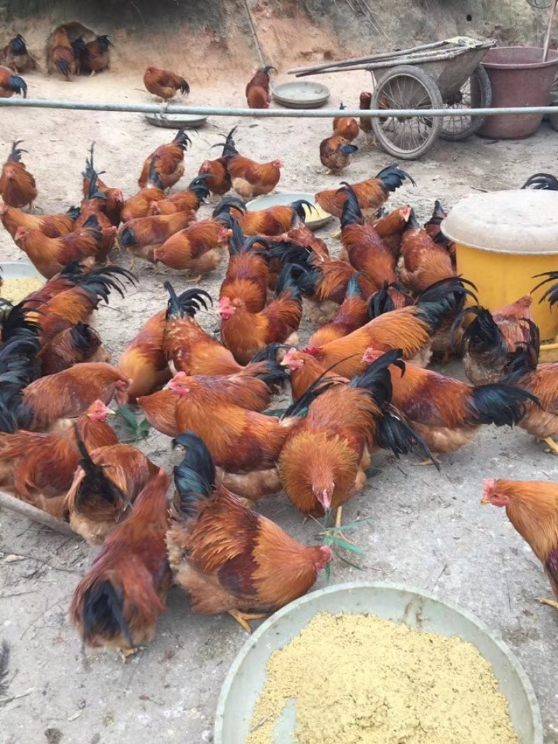 阉鸡