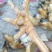 阉鸡