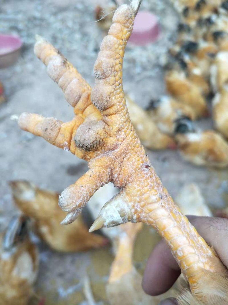 阉鸡
