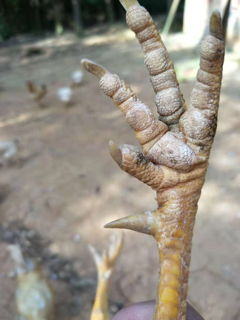 阉鸡