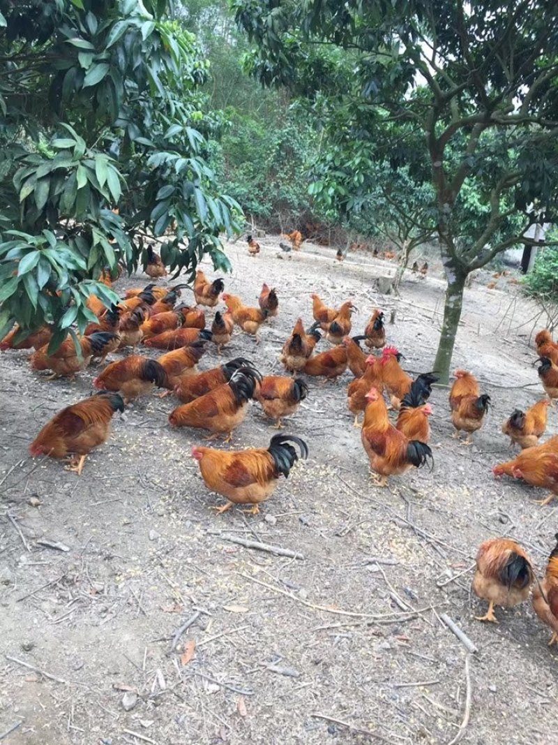 阉鸡