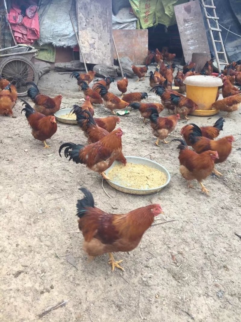 阉鸡
