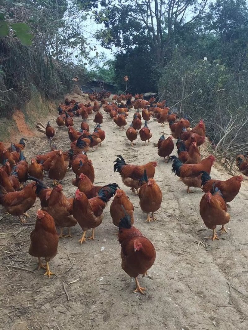 阉鸡
