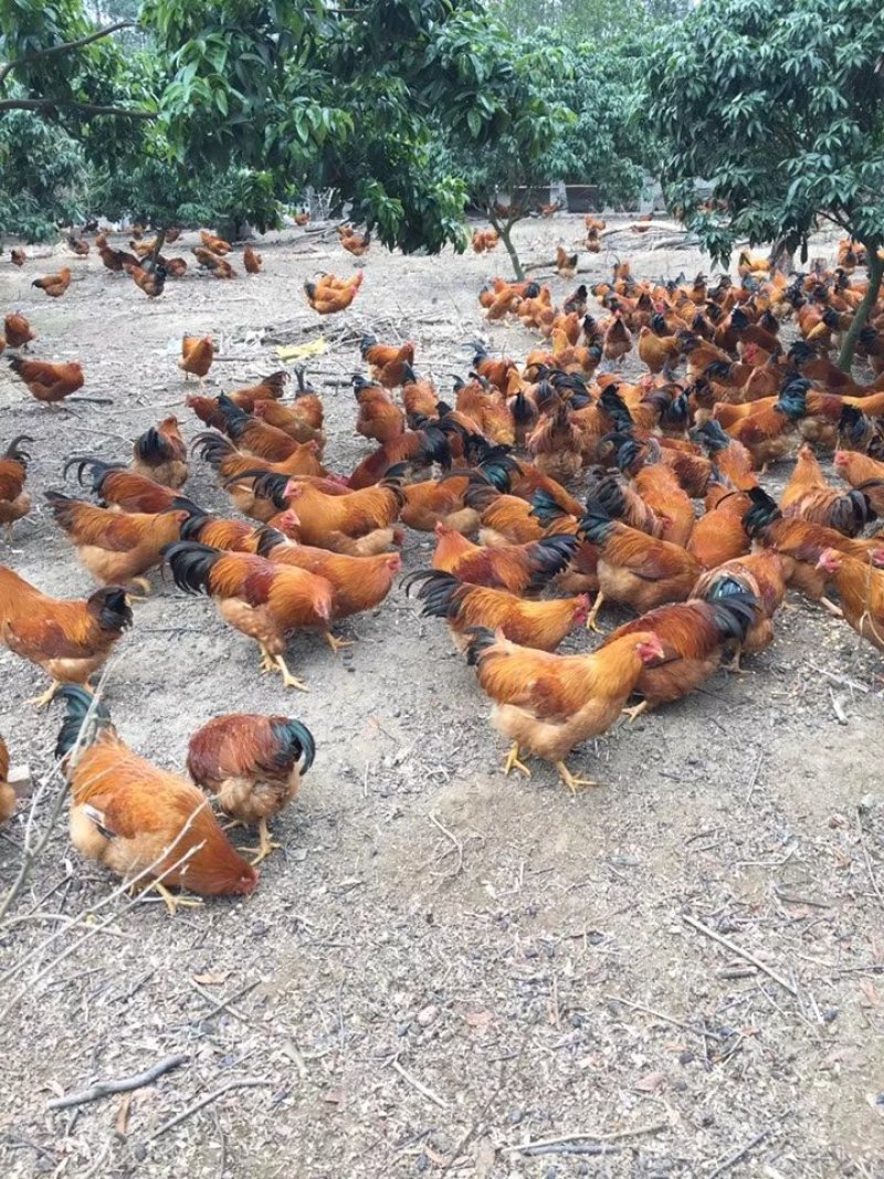 阉鸡