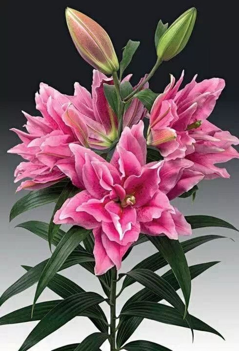 【优质】百合花重瓣百合花产地直供，接受预订。百合鲜切花