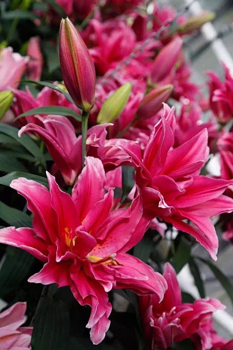 【优质】百合花重瓣百合花产地直供，接受预订。百合鲜切花