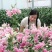 【优质】百合花重瓣百合花产地直供，接受预订。百合鲜切花