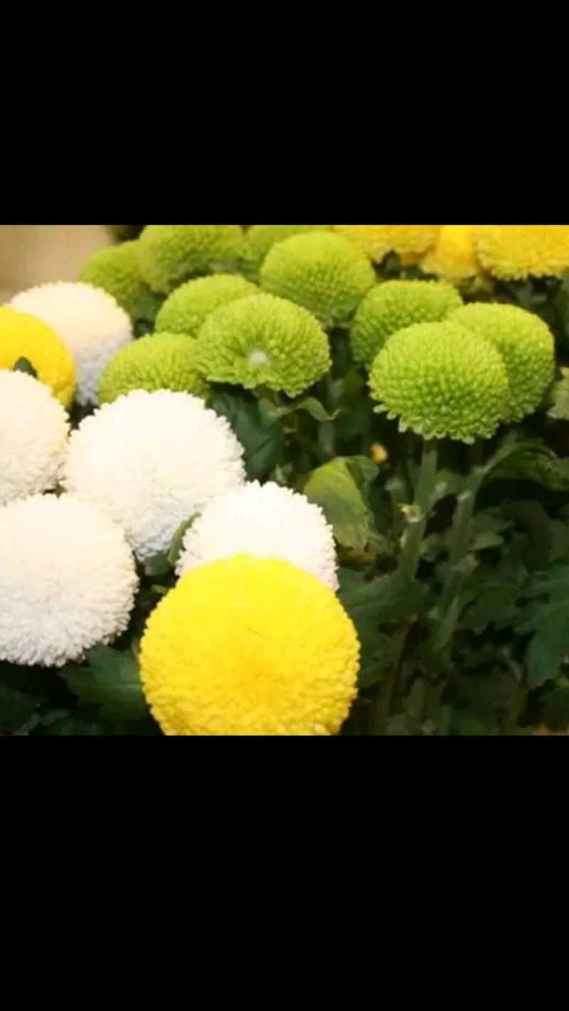花卉种苗