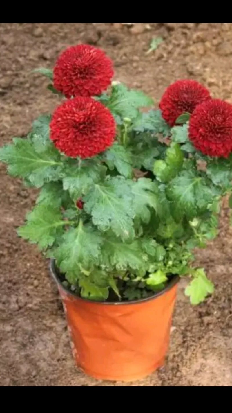 花卉种苗