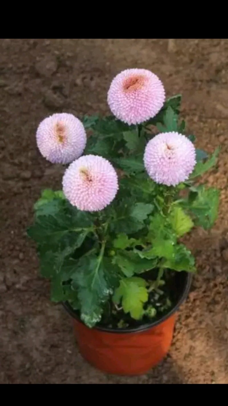 花卉种苗
