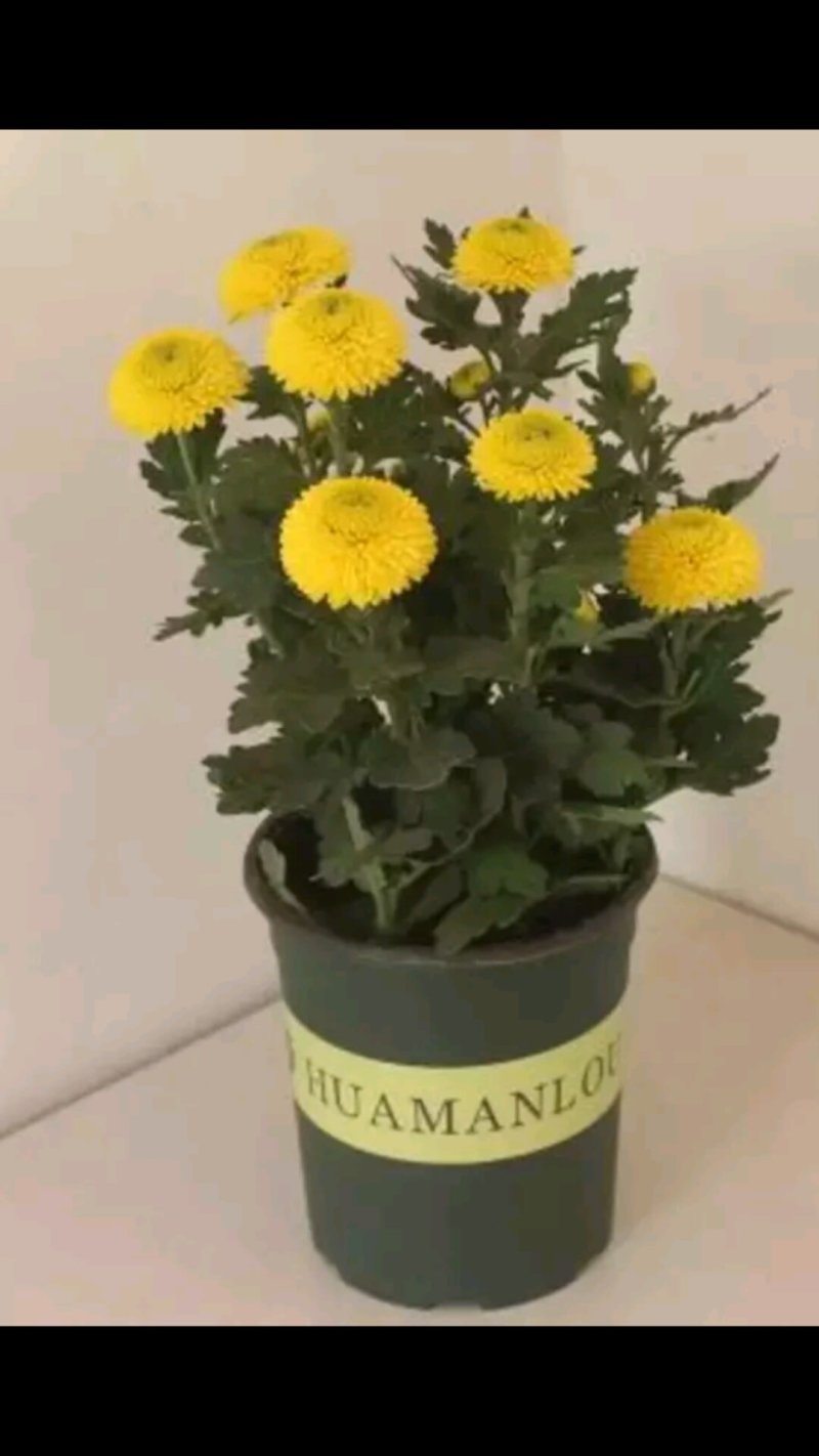 花卉种苗