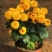 花卉种苗