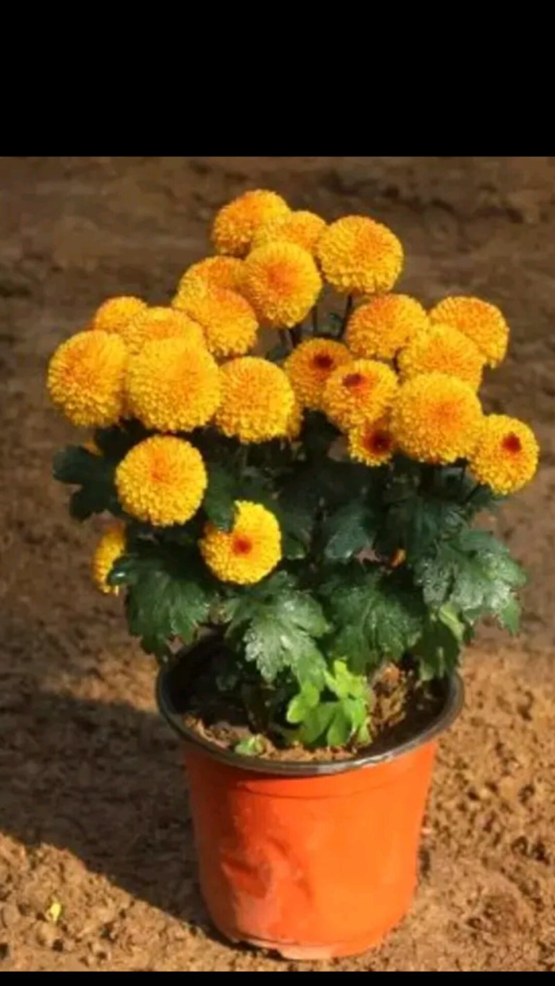 花卉种苗