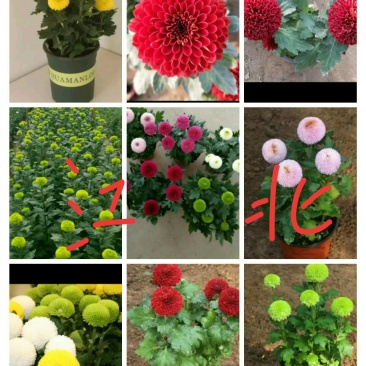 花卉种苗