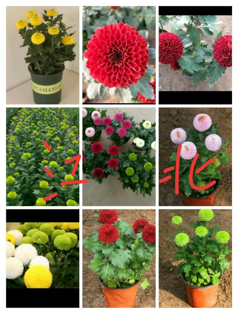 花卉种苗