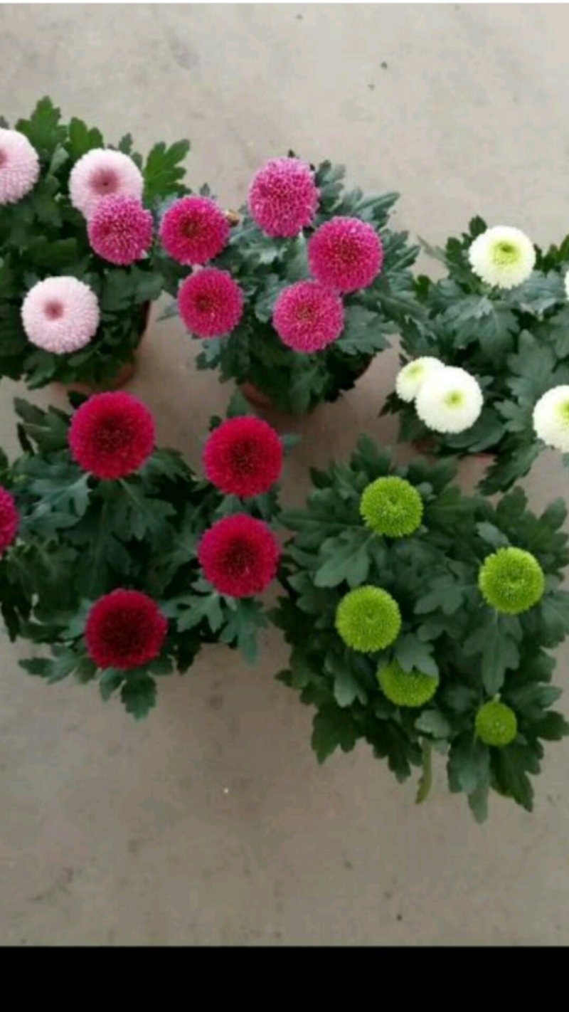 花卉种苗