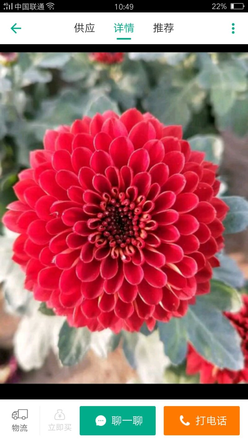 花卉种苗