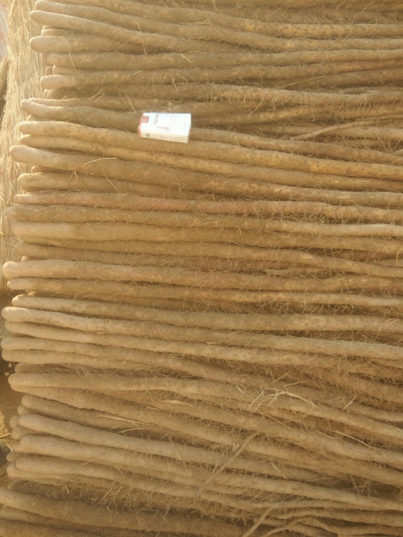 山药铁棍山药九斤黄山药白玉等