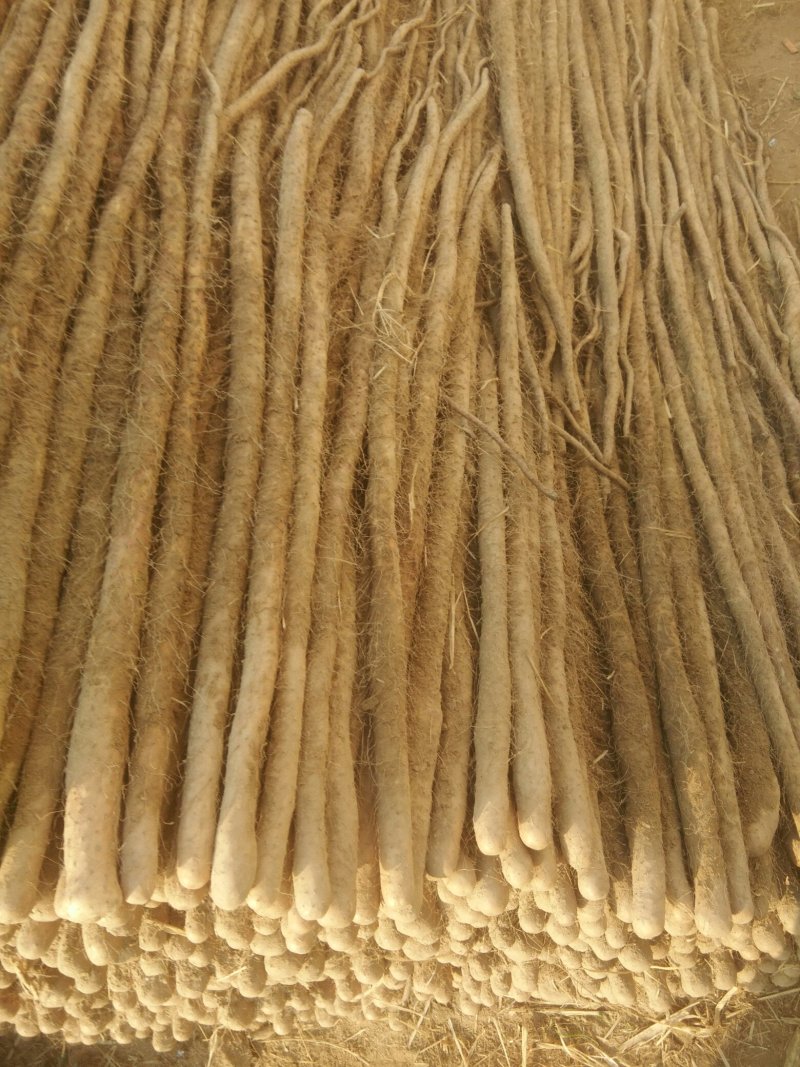 山药铁棍山药九斤黄山药白玉等