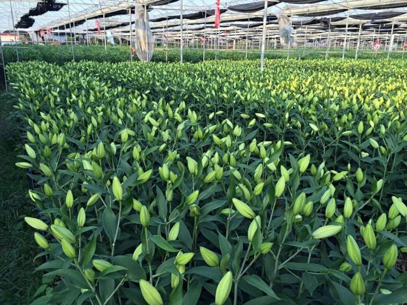 白百合花🌸鲜切花一件代发，接受预订，包装精美