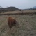 本地土牛黄牛