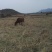 本地土牛黄牛