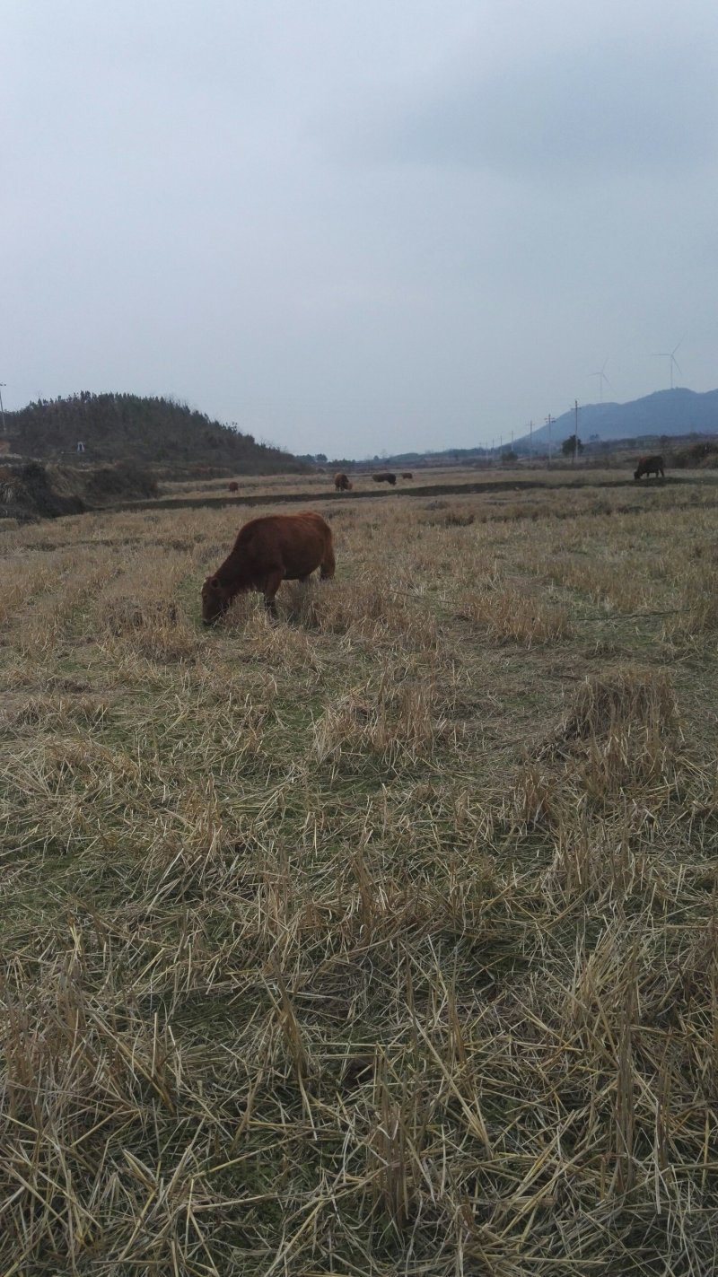 本地土牛黄牛