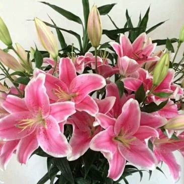 【优质】百合香蝶百合花狐尾百合，一束代发，价格可议