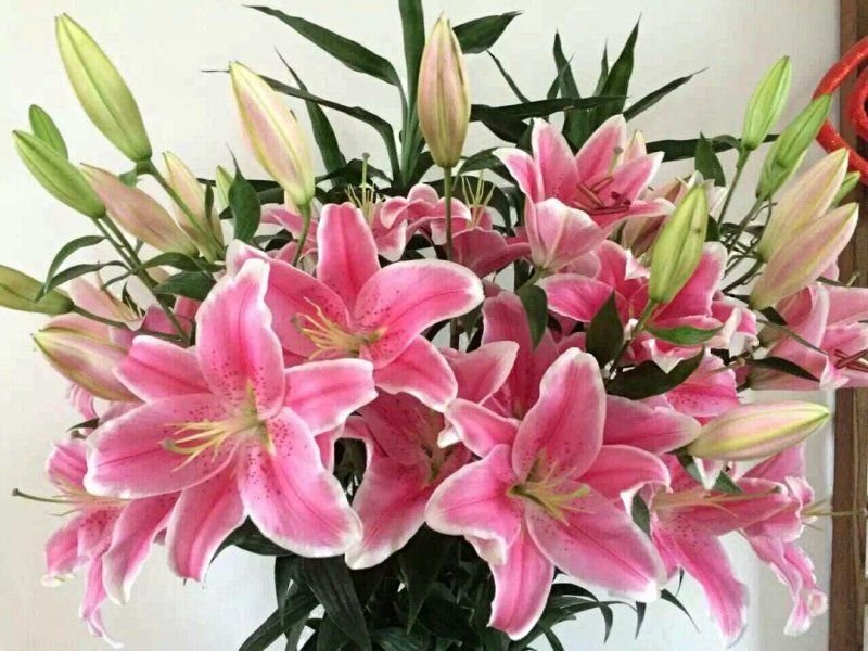 【优质】百合香蝶百合花狐尾百合，一束代发，价格可议