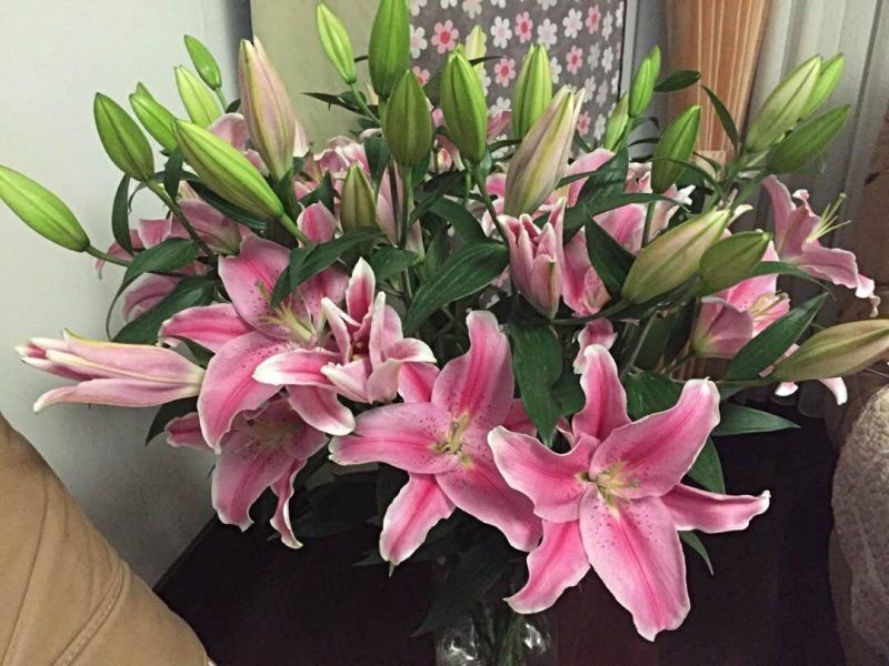 【优质】百合香蝶百合花狐尾百合，一束代发，价格可议
