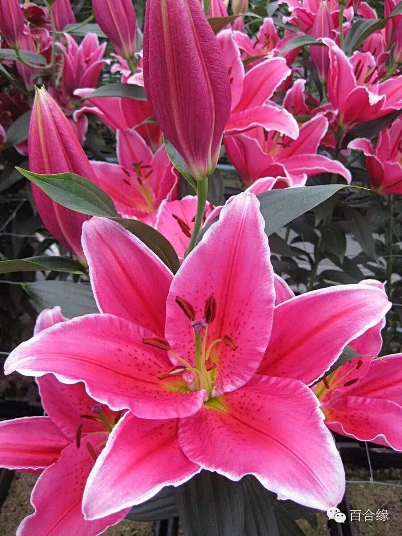 【优质】百合香蝶百合花狐尾百合，一束代发，价格可议